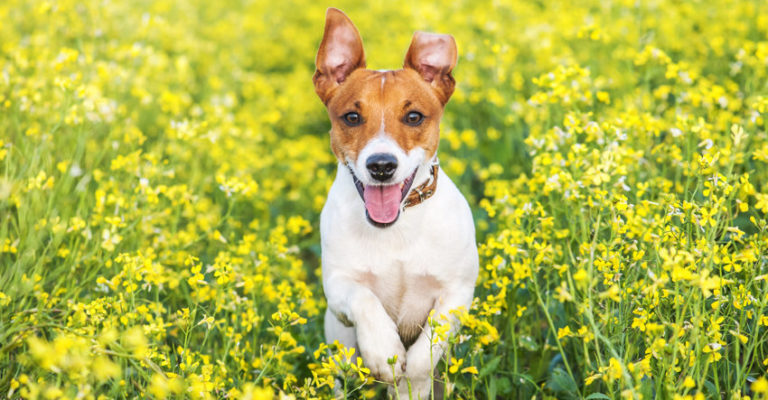 Jack Russell Terrier Welpen vom Züchter oder Hund aus dem Tierheim